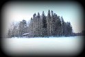 Riutta